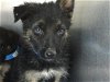 adoptable Dog in visalia, CA named A238100