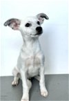 adoptable Dog in visalia, CA named A238040