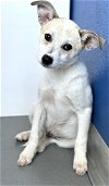 adoptable Dog in visalia, CA named A238038