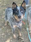 adoptable Dog in visalia, CA named A238088