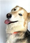 adoptable Dog in visalia, CA named *ANNA