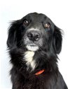 adoptable Dog in visalia, CA named *MAISY