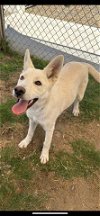 adoptable Dog in visalia, CA named A238076