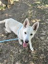 adoptable Dog in visalia, CA named A238077