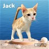 adoptable Cat in  named JACK