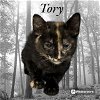 adoptable Cat in  named TORY
