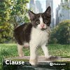 adoptable Cat in  named CLAUSE