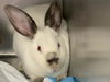 adoptable Rabbit in  named A239616