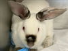 adoptable Rabbit in Visalia, CA named A239617