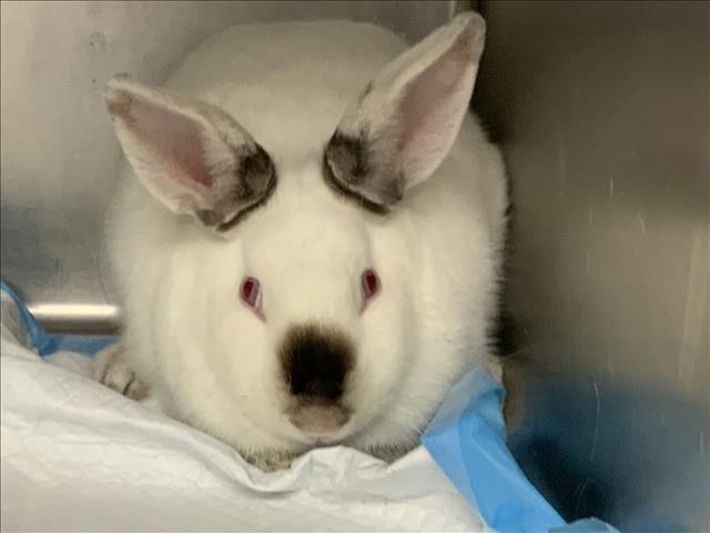 adoptable Rabbit in Visalia, CA named A239618