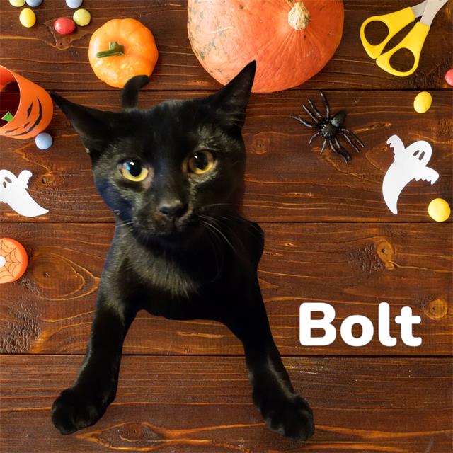 adoptable Cat in Visalia, CA named *BOLT