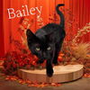 adoptable Cat in Visalia, CA named *BAILEY