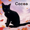 adoptable Cat in Visalia, CA named *COCOA