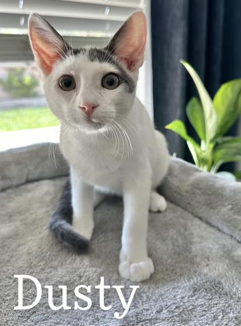 adoptable Cat in Visalia, CA named *DUSTY