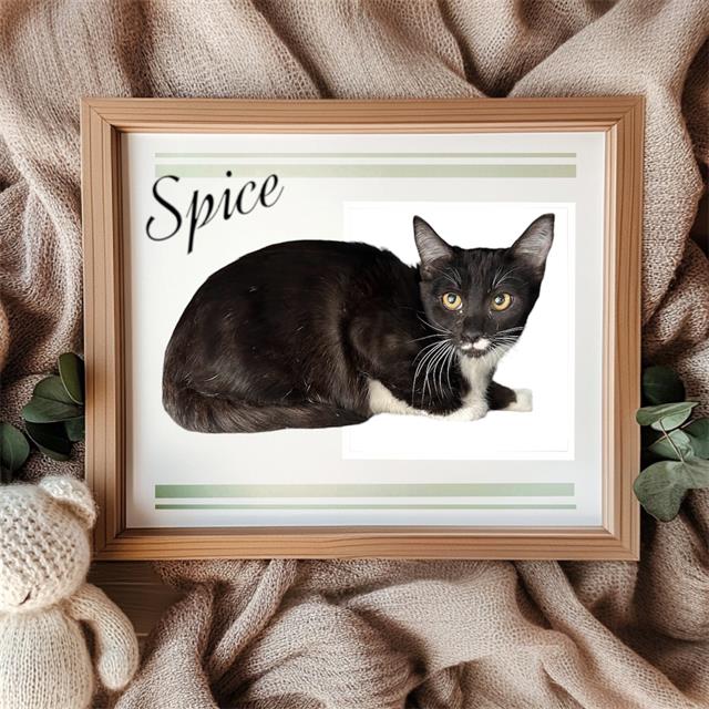 adoptable Cat in Visalia, CA named *SPICE