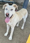 adoptable Dog in Visalia, CA named A240595