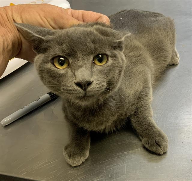 adoptable Cat in Visalia, CA named A240723