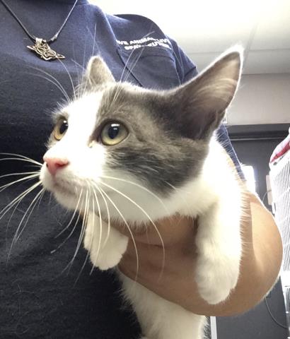 adoptable Cat in Visalia, CA named A240453