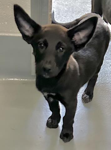 adoptable Dog in Visalia, CA named *BLOSSOM