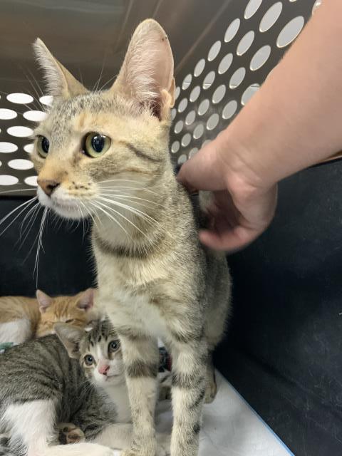 adoptable Cat in Visalia, CA named A240759