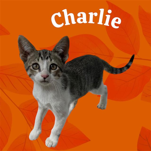 adoptable Cat in Visalia, CA named *CHARLIE