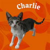 adoptable Cat in Visalia, CA named *CHARLIE