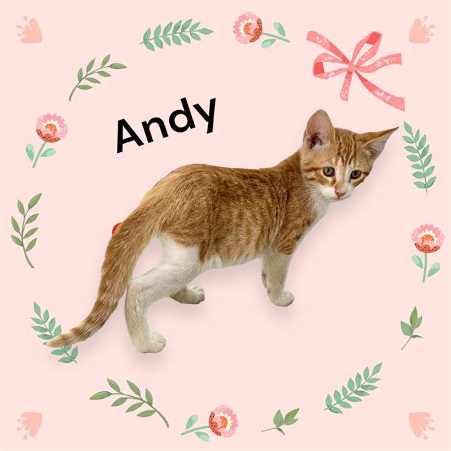 adoptable Cat in Visalia, CA named *ANDY