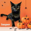 adoptable Cat in Visalia, CA named *JASPER