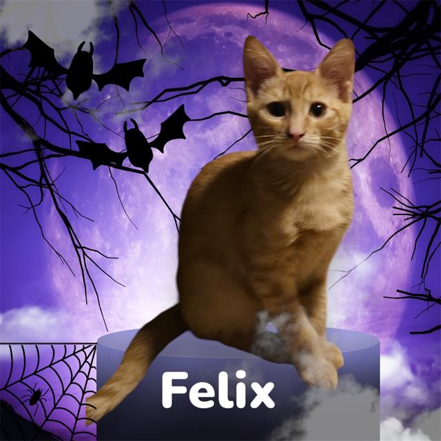 adoptable Cat in Visalia, CA named *FELIX