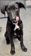 adoptable Dog in Visalia, CA named *RAVEN