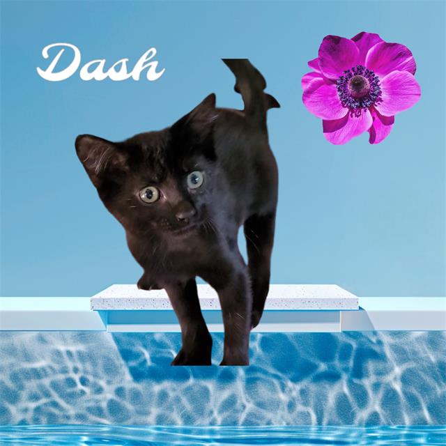 adoptable Cat in Visalia, CA named DASH