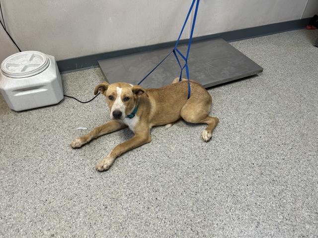 adoptable Dog in Visalia, CA named A240702