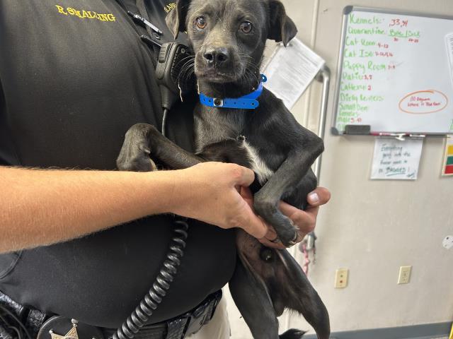 adoptable Dog in Visalia, CA named *TONY