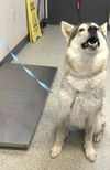 adoptable Dog in  named *ALEU