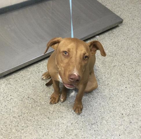 adoptable Dog in Visalia, CA named A240751