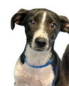 adoptable Dog in  named *ALEX