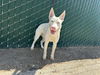 adoptable Dog in Visalia, CA named A240777