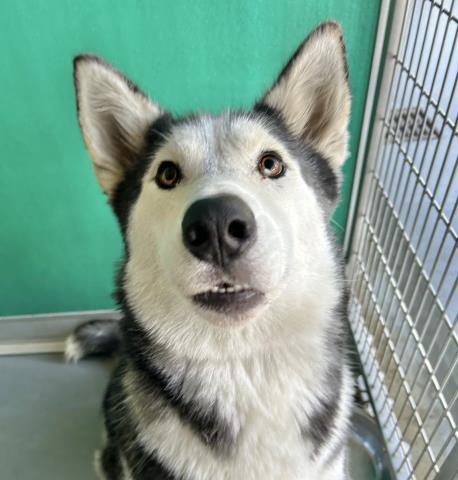 adoptable Dog in Visalia, CA named A240787