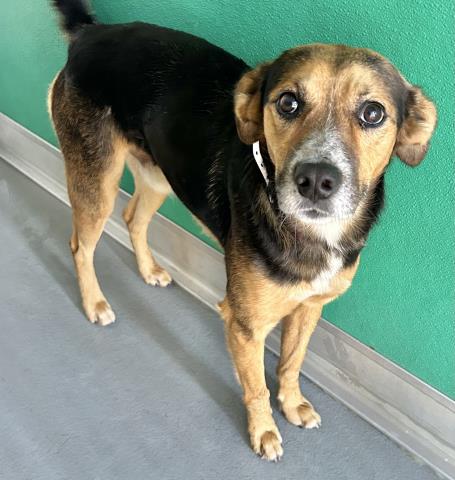 adoptable Dog in Visalia, CA named *HICKORY