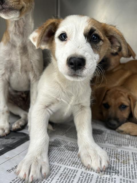 adoptable Dog in Visalia, CA named *LESTER