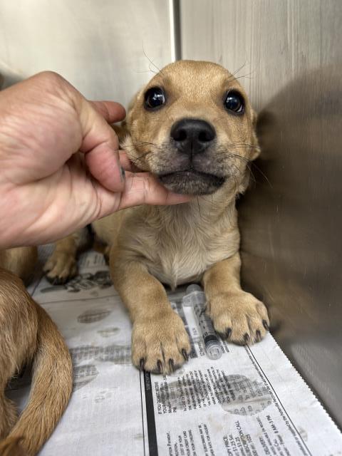 adoptable Dog in Visalia, CA named *BUBBA