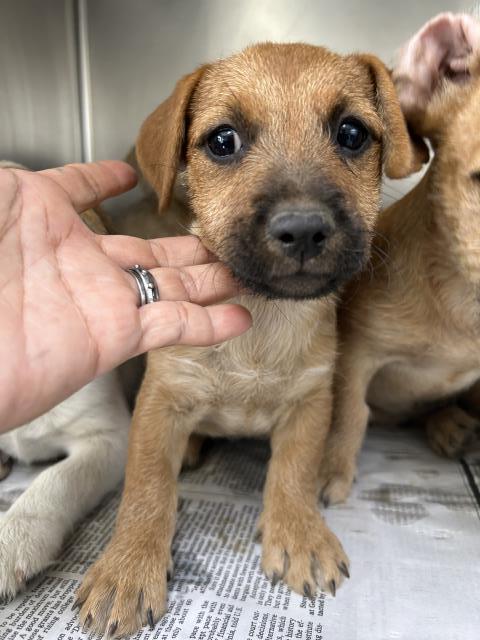 adoptable Dog in Visalia, CA named *LUKE