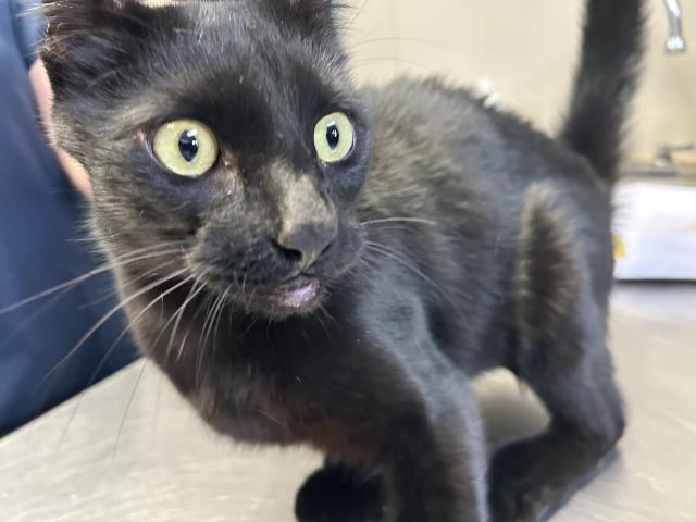 adoptable Cat in Visalia, CA named *DAVE