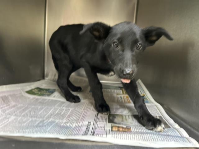 adoptable Dog in Visalia, CA named *DULCE