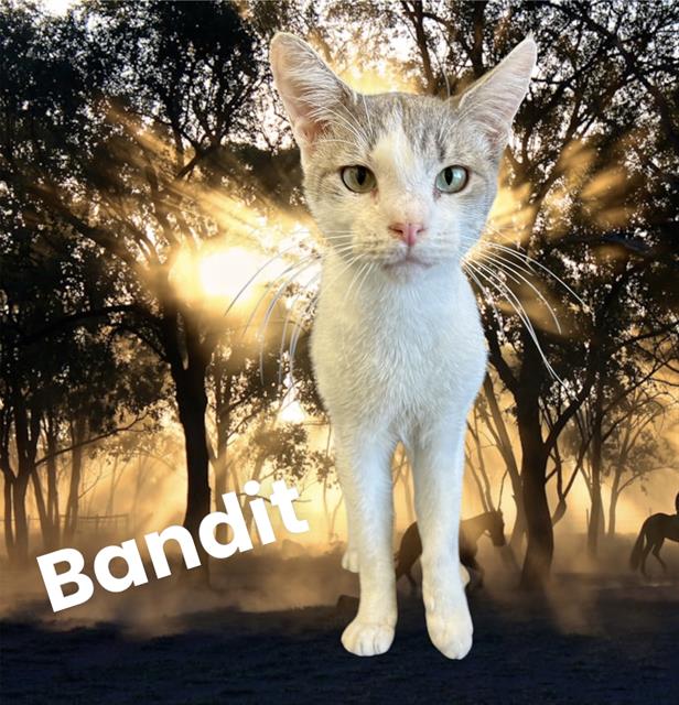 adoptable Cat in Visalia, CA named *BANDIT