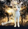 adoptable Cat in visalia, CA named *BANDIT