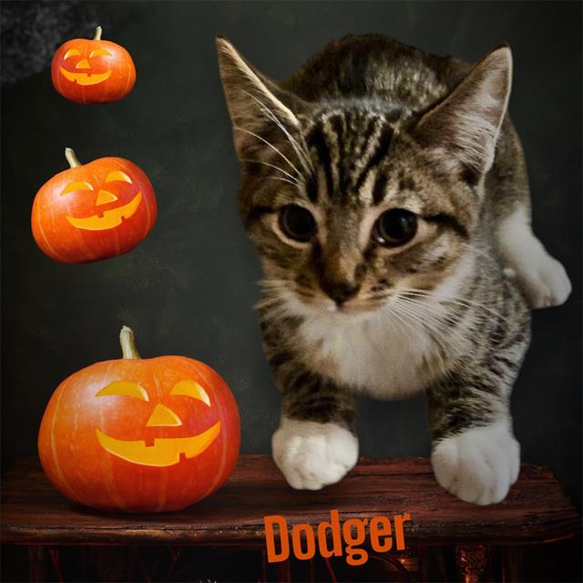 adoptable Cat in Visalia, CA named *DODGER