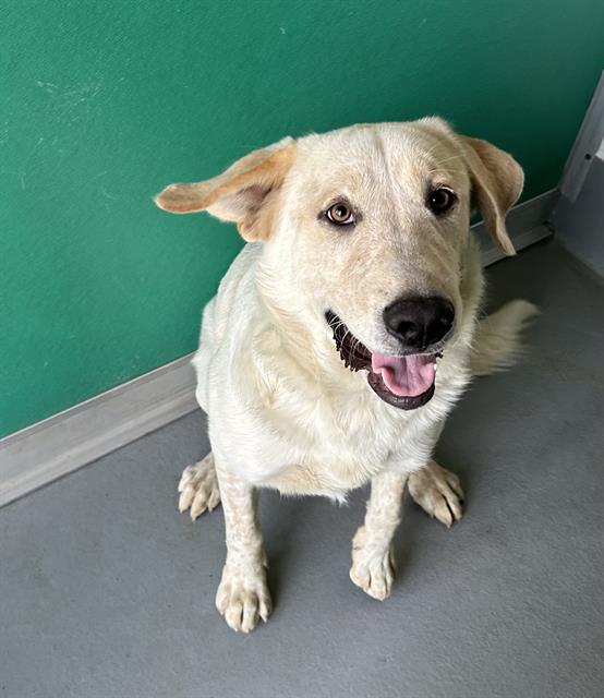 adoptable Dog in Visalia, CA named *FRANK