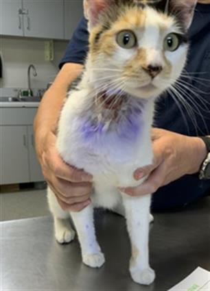 picture of the cat needing adoption