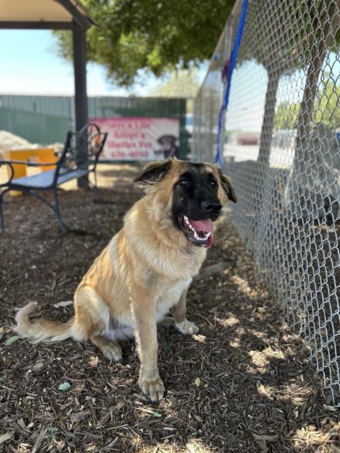 adoptable Dog in Visalia, CA named *KODA